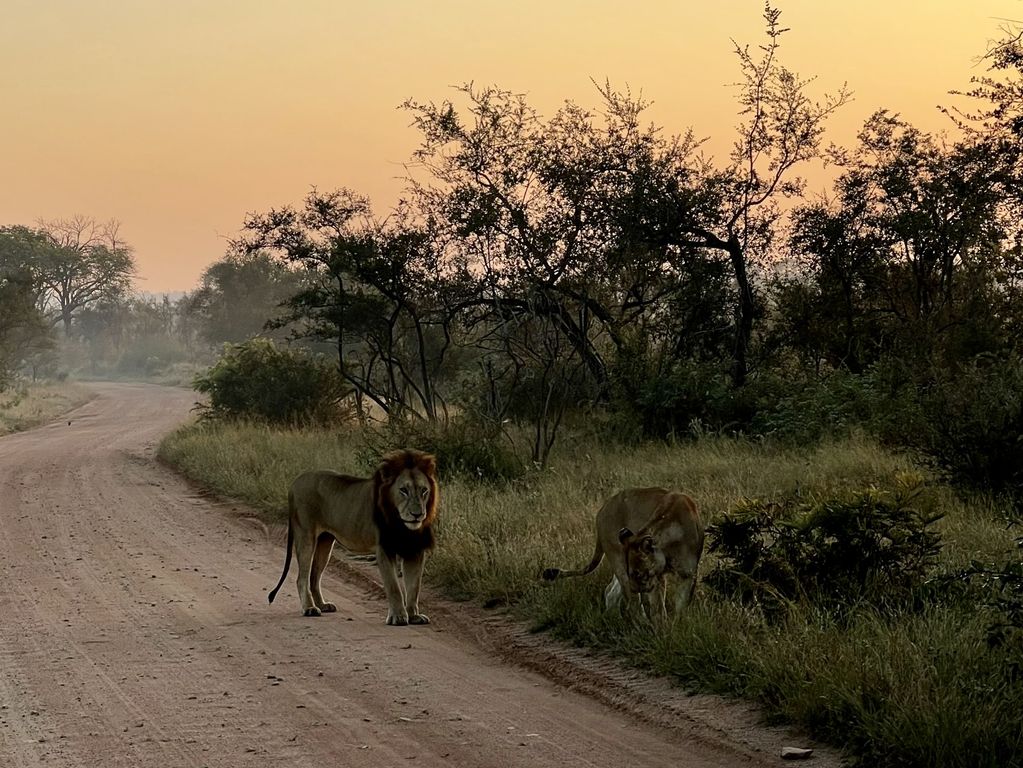 Kruger NP leeuw Zuid Afrika groepsrondreis 8